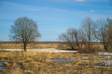 Bush on the field with snow