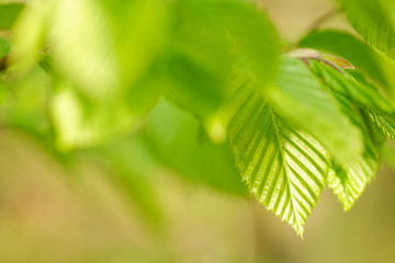 frisches Laub der Rotbuche