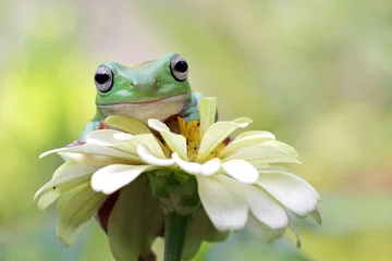 Fototapeten Australischer weißer Laubfrosch auf Blättern, pummeliger Frosch auf Ast, australischer weißer Laubfrosch, der auf Blumen sitzt © kuritafsheen