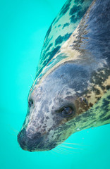 seals in an aquarium