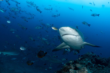 Obraz premium Bull Shark, Carcharhinus leucas in deep blue ocean