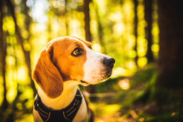The beagle dog in sunny autumn forest. Alerted hound searching for scent and listening to the woods...