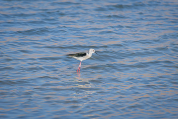 Minimalistic spring landscape with a bird in the lake. Black-winged stilt, himantopus himantopus, a long-legged wader. Bird watching in Eilat