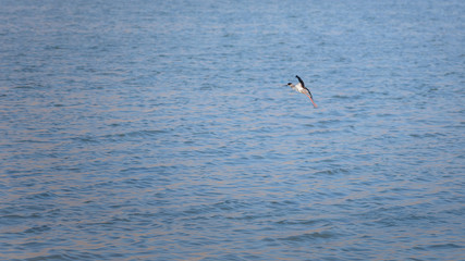 Fototapeta na wymiar Minimalistic spring landscape with a flying bird over the lake. Black-winged stilt, himantopus himantopus, a long-legged wader. Bird watching in Eilat