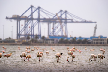 Fototapeta premium Large flock of pink flamingos in Walvis Bay, Namibia