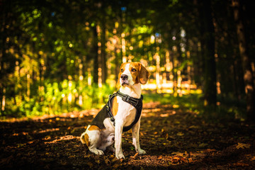 The beagle dog in sunny autumn forest. Alerted hound searching for scent and listening to the woods...