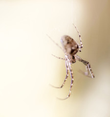 Small spider on a soft white and ocher background.