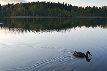 Fototapeta na wymiar Autumn Lake Landscape