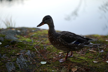 Duck Lake Shore