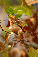 frisches Grün zwischen alten Herbstlaub (Rotbuche)
