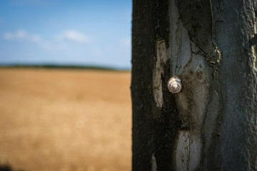 snail on a tree in France