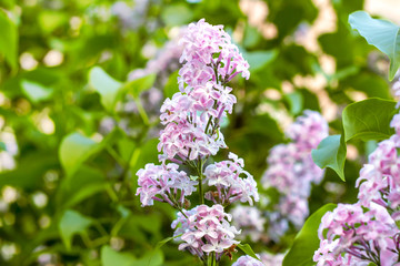 Blossoming branch of light purple lilac Syringa vulgaris flowers on green leaves background in the spring park.