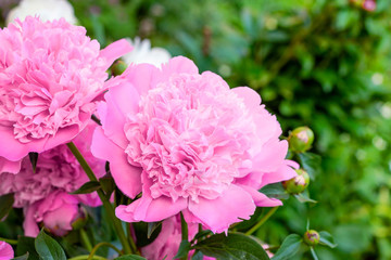 Bright pink blossoming peony flowers on green leaves background in spring and summer.