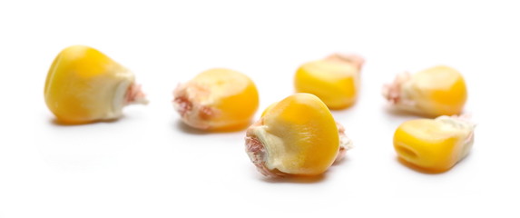 Corn kernels isolated on white background, macro