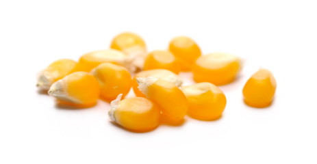 Corn kernels for popcorn, isolated on white background, macro