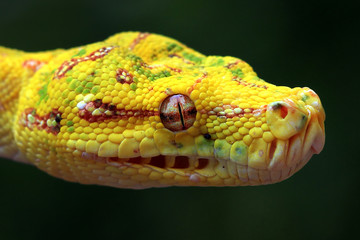 Yellow tree python snake on branch, snake, reptile, reptiles closeup