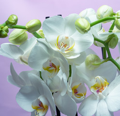 White Orchid with large white flowers on a soft light background, many buds. Close up.