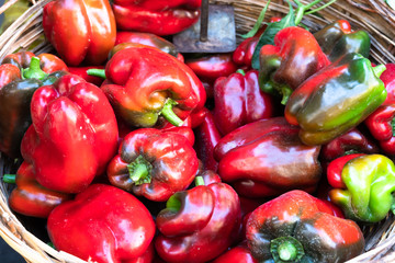 Peppers at the organic vegetable's market