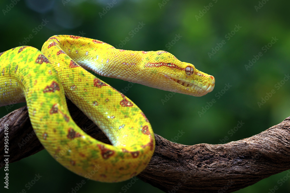 Canvas Prints yellow tree python snake on branch, snake, reptile, reptiles closeup