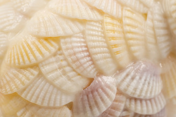 Background texture of small seashells closeup, macro