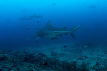 Bull Shark, Carcharhinus leucas in deep blue ocean