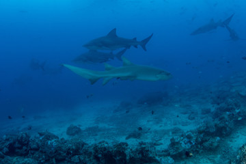 School of Bull and Nurse shark in deep blue ocean 