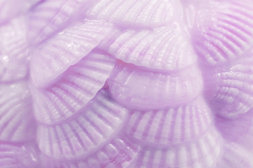 Background texture of small seashells closeup, macro