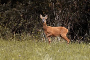 Roe Deer Doe 