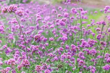 Fototapeta premium Selective focus of Purple flowers in the garden