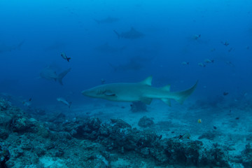 Fototapeta na wymiar School of Bull and Nurse shark in deep blue ocean 