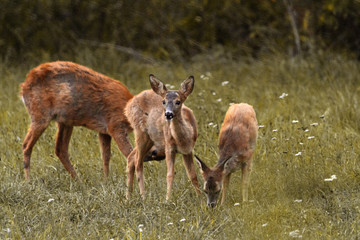Roe Deer Fawns