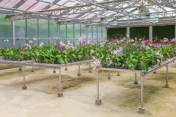 Orchid house or Orchid plant nursery.