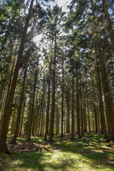 Sunrays filtering thru the forest foliage at Gribskov in Denmark