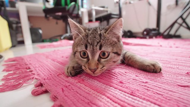 Little cat on the carpet looking left and right 4K. Low angle close up of a cute kitten in focus on pink carpet.