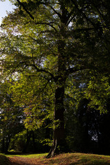 Les feuilles vont tomber