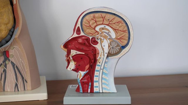 Anatomical half head and face anatomy medical brain neck median section study model