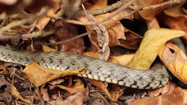 Grass Snake in dry leaves. Natrix.  Moving snake. 
