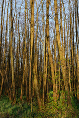 Schwarzerlen-Bruchwald