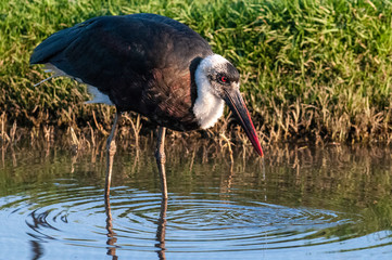 Wooly necked Stork, South AFrica, wading in water