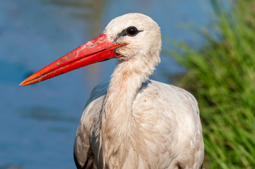 White Stork walking in water