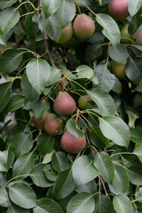 Plenty of pears growing on  pear tree