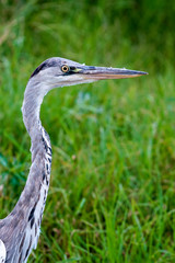 Grey Heron against green grass, South Africa