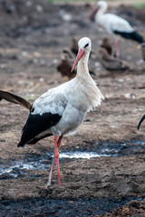 White Stork walking in water