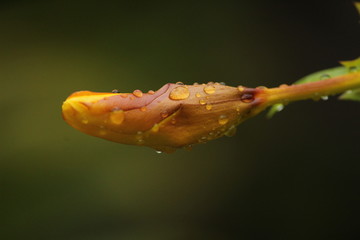 single yellow lily bud in the rainy day with some rain drops on the bud