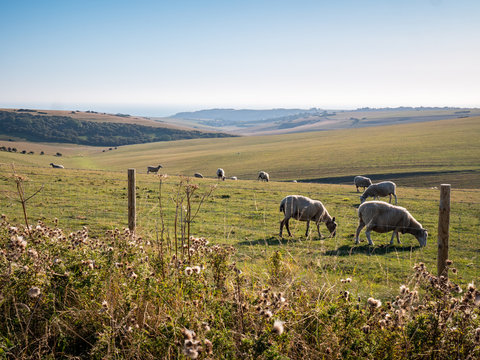 Sheep grazing on the South Downs, England. A dusk view of the rural English South Downs with sheep grazing on a calm tranquil dusk evening.