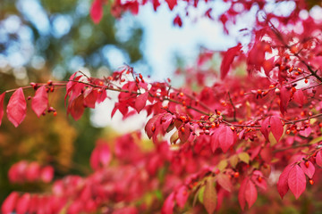 background of red autumn leaves on a tree