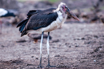Marabou Stork, South Africa against green grass