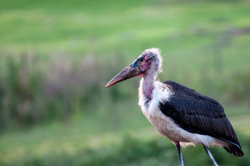 Marabou Stork, South Africa against green grass
