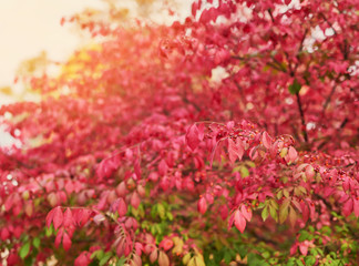 background of red autumn leaves on a tree