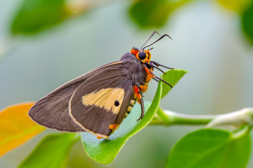 Closeup beautiful butterfly in a summer garden